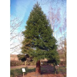 Sequoiadendron giganteum