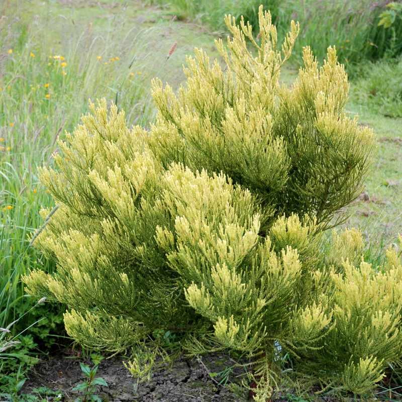 Sequoiadendron giganteum 'Bultinck Yellow' Sequoiadendron giganteum 'Bultinck Yellow'
