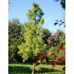 Taxodium ascendens 'Nutans'