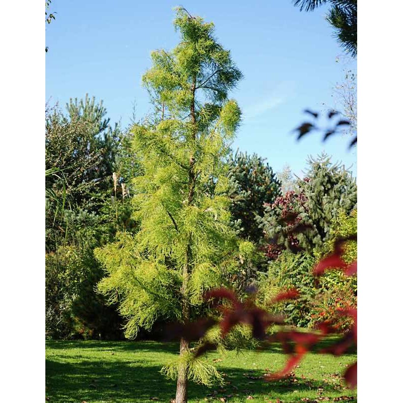 Taxodium ascendens 'Nutans'