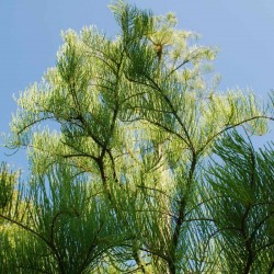 Taxodium ascendens 'Nutans' - looking up into branches