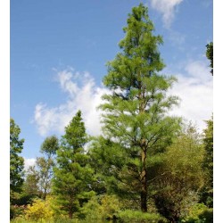 Taxodium ascendens 'Nutans'