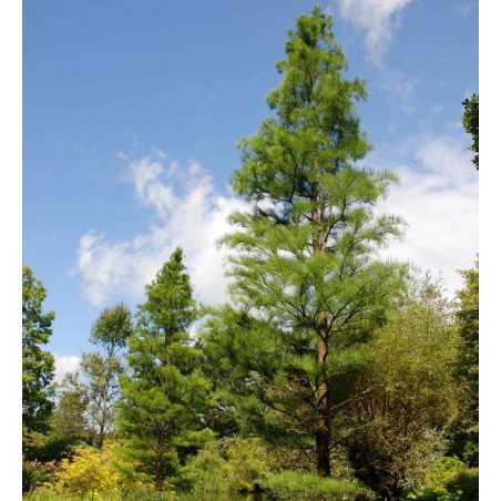 Taxodium ascendens 'Nutans' Taxodium ascendens 'Nutans'