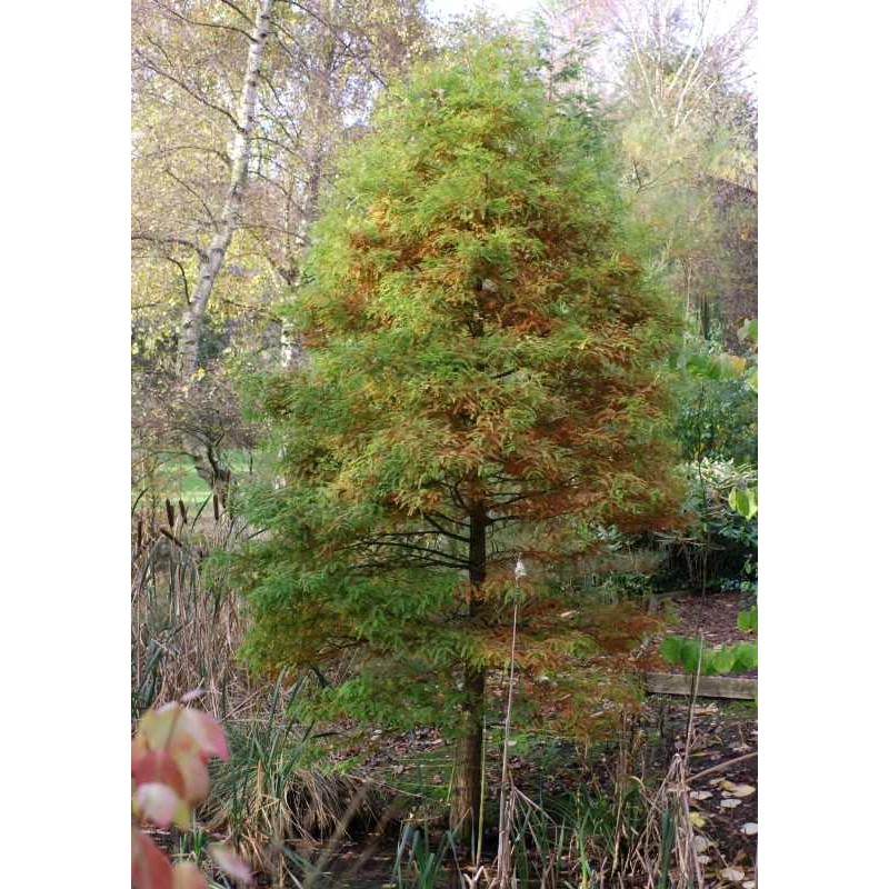 Taxodium distichum - autumn colour starting in September