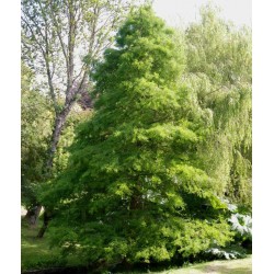 Taxodium distichum - established tree in summer