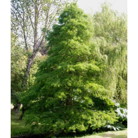 Taxodium distichum - established tree in summer Taxodium distichum - established tree in summer