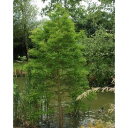 Taxodium distichum