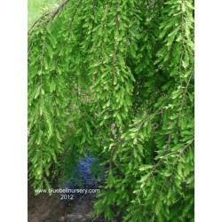 Taxodium distichum 'Cascade Falls'