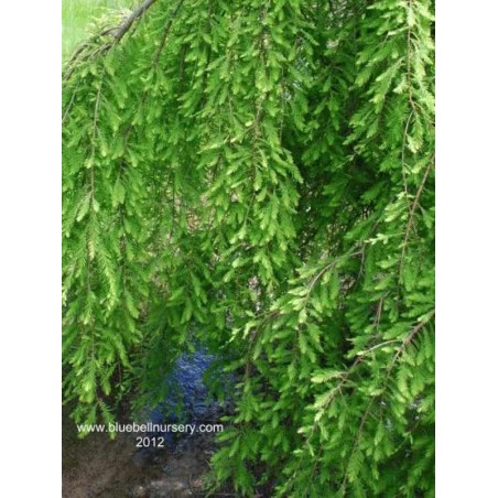 Taxodium distichum 'Cascade Falls'