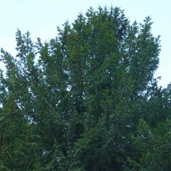 Taxus baccata