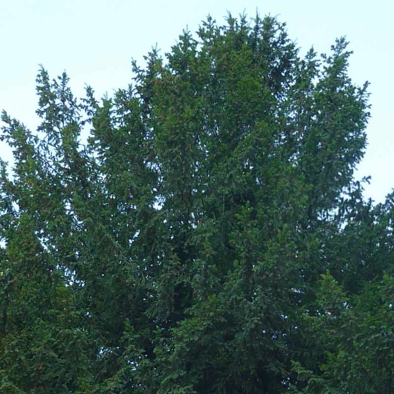 Taxus baccata Taxus baccata