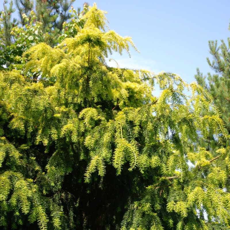 Taxus baccata 'Dovastonii Aurea' Taxus baccata 'Dovastonii Aurea'