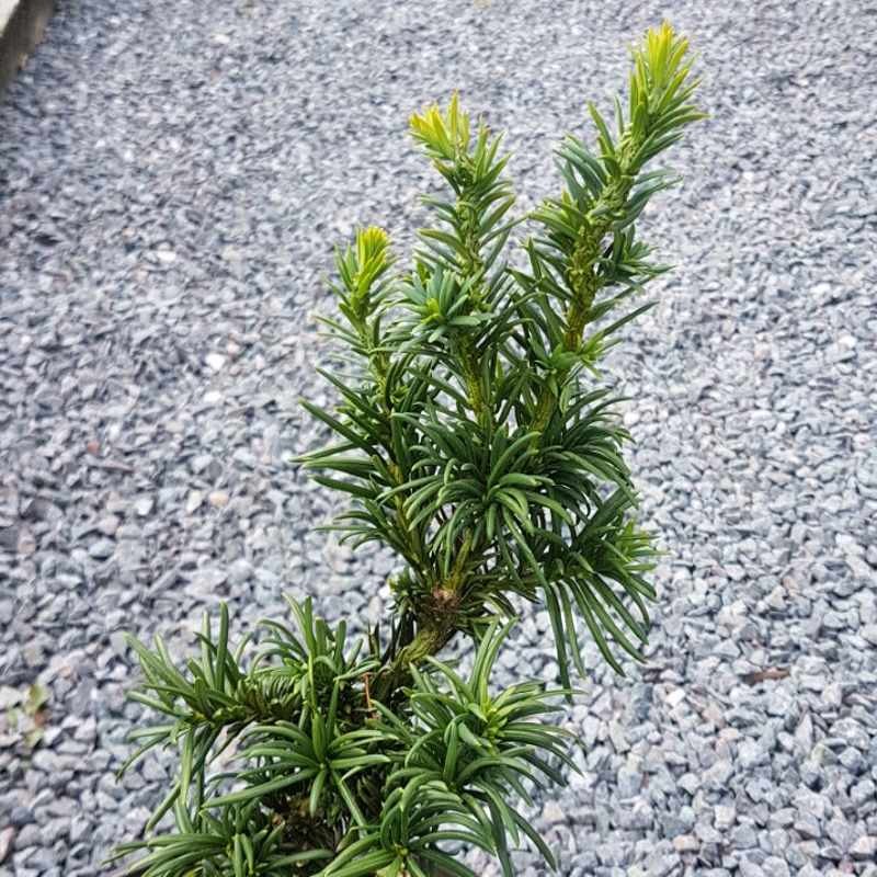 Taxus baccata 'Cristata' Taxus baccata 'Cristata'