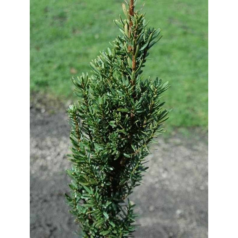 Taxus baccata 'Great Column' Taxus baccata 'Great Column'