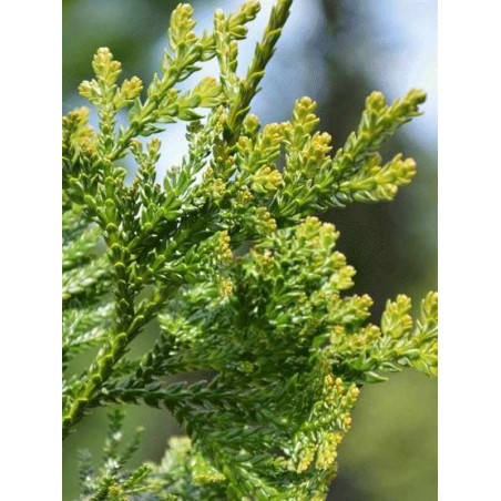 Thujopsis dolabrata Thujopsis dolabrata
