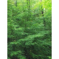 Tsuga canadensis