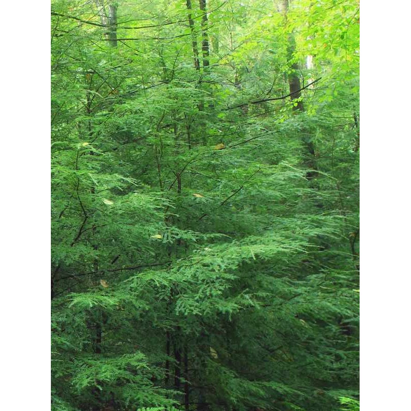 Tsuga canadensis Tsuga canadensis