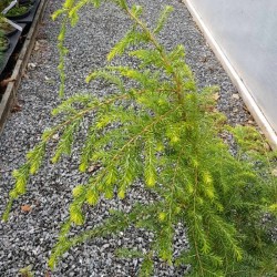 Tsuga canadensis