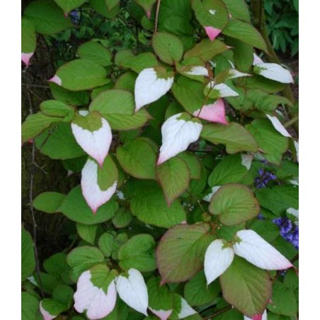 Actinidia kolomikta - variegated summer leaves Actinidia kolomikta - variegated summer leaves