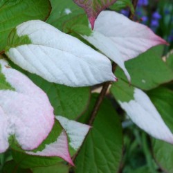 Actinidia kolomikta - variegated leaves in summer