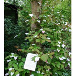 Actinidia kolomikta