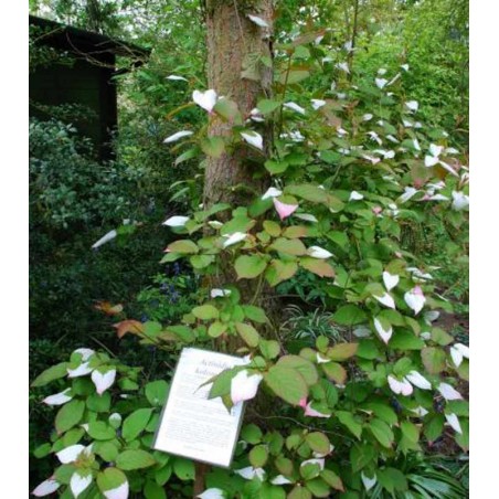 Actinidia kolomikta Actinidia kolomikta
