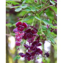 Akebia quinata - spring flowers