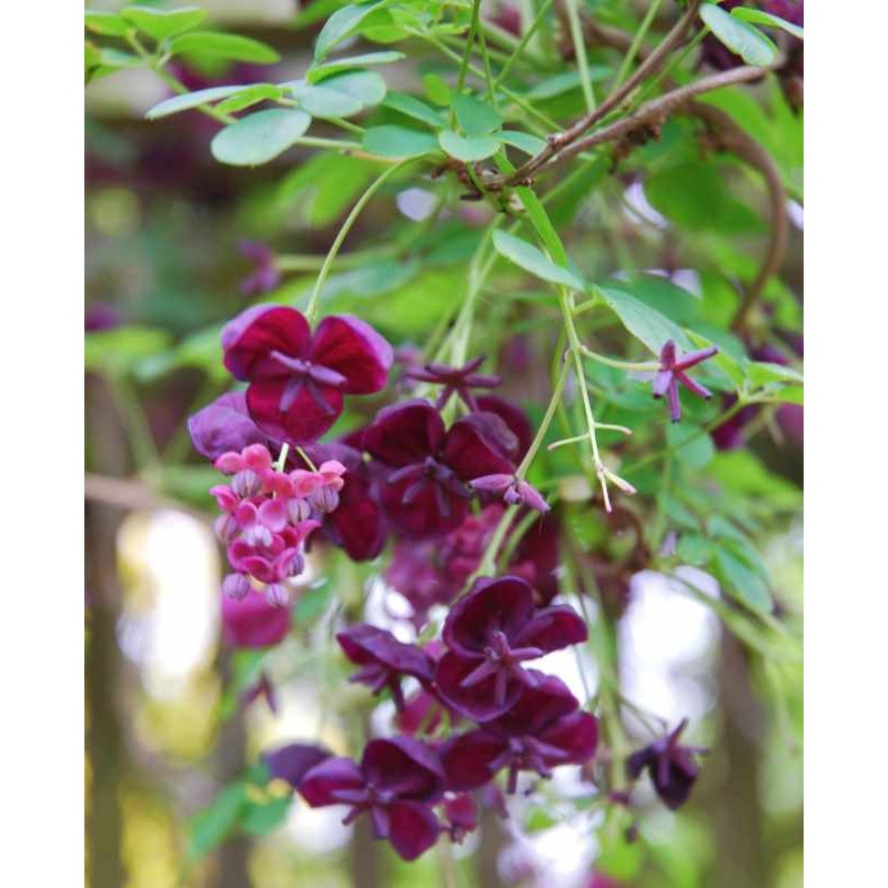 Akebia quinata - spring flowers