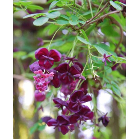 Akebia quinata - spring flowers Akebia quinata - spring flowers