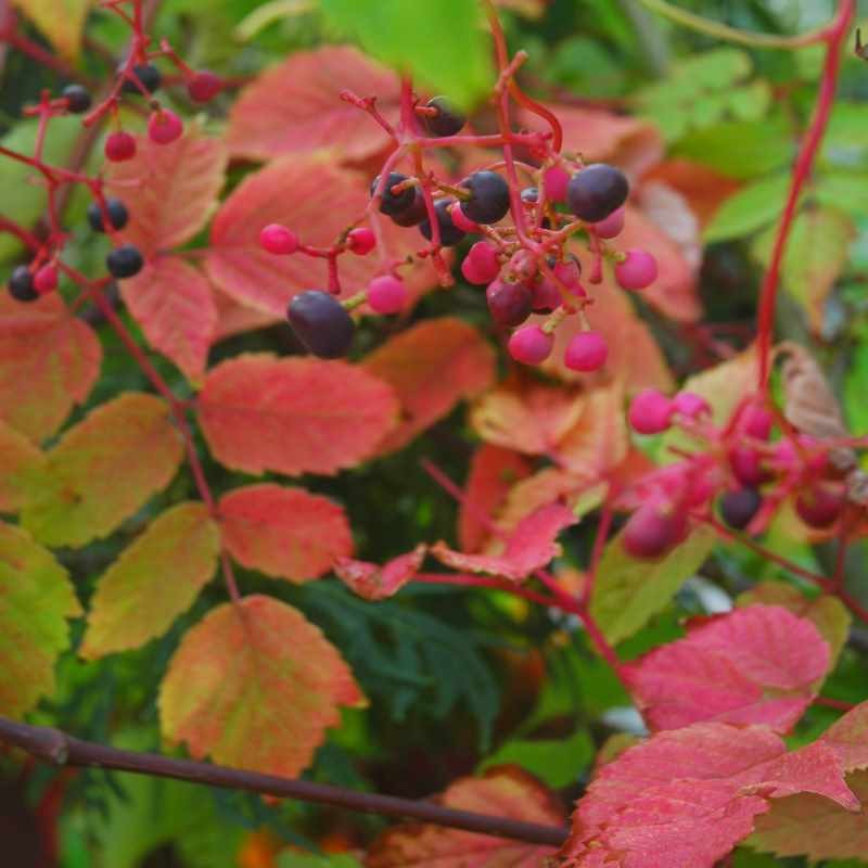 Ampelopsis megalophylla Ampelopsis megalophylla