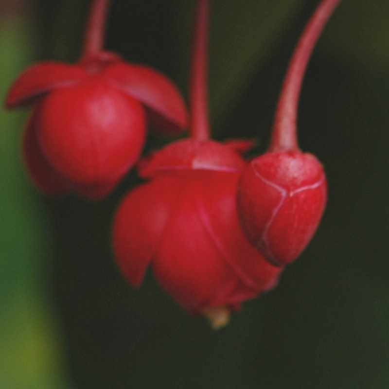 Berberidopsis corallina