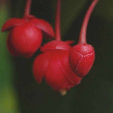 Berberidopsis corallina
