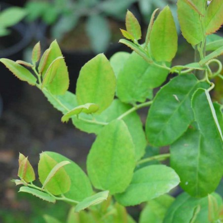 Berberidopsis corallina