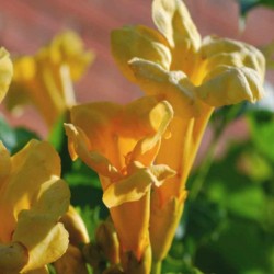 Campsis radicans 'Flava'