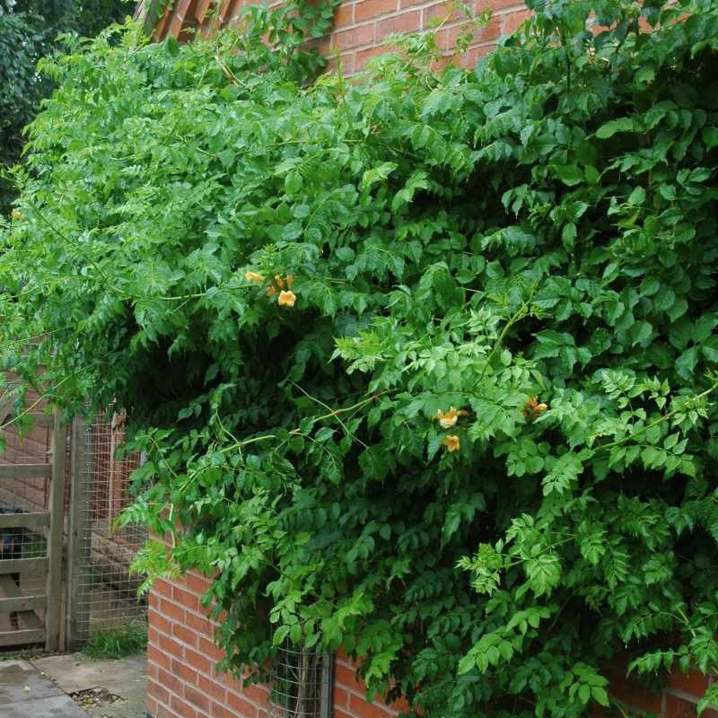 Campsis radicans 'Flava'