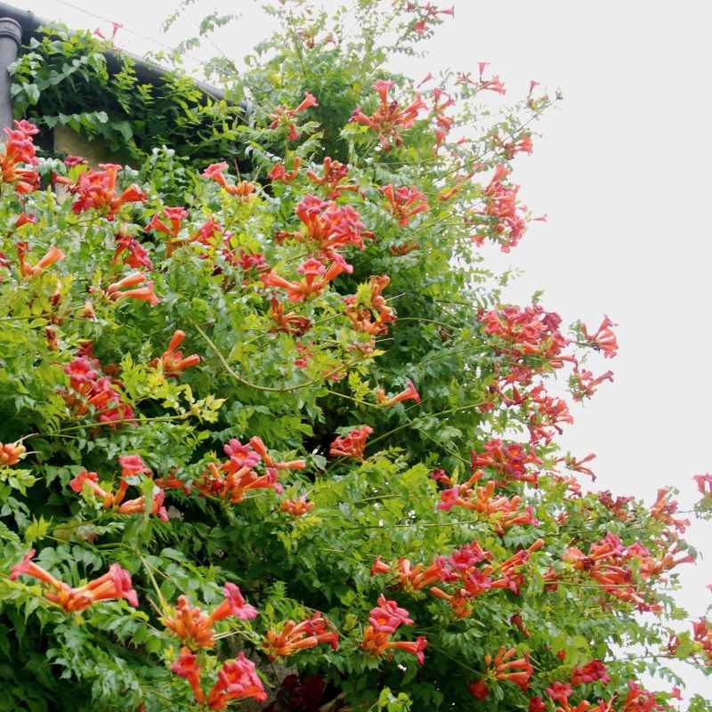 Campsis x tagliabuana 'Madame Galen'