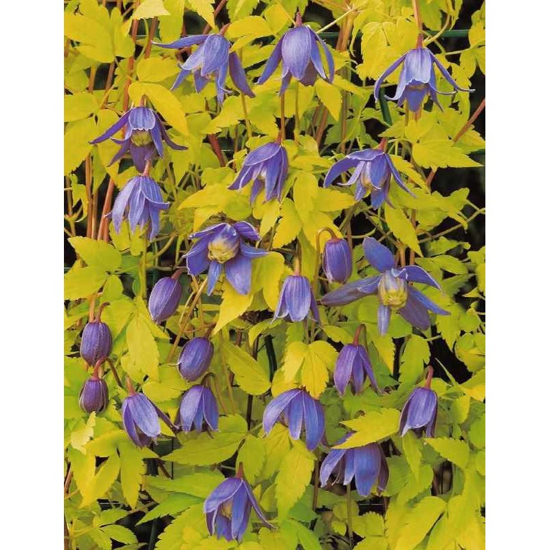 Clematis alpina 'Stolwijk Gold' Clematis alpina 'Stolwijk Gold'