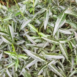 Euonymus fortunei 'Wolong ghost'