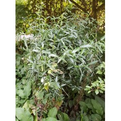 Euonymus fortunei 'Wolong ghost' climbing up an old stump