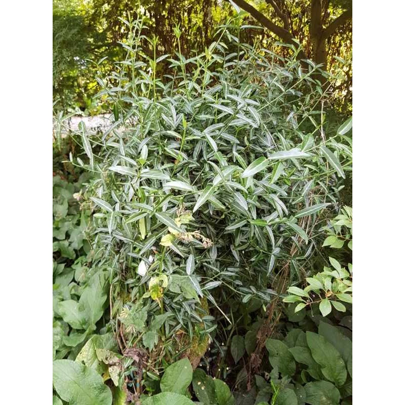Euonymus fortunei 'Wolong ghost' climbing up an old stump Euonymus fortunei 'Wolong ghost' climbing up an old stump