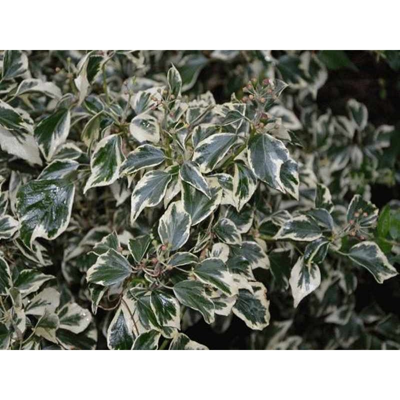 Hedera helix 'Ice Cream' Hedera helix 'Ice Cream'