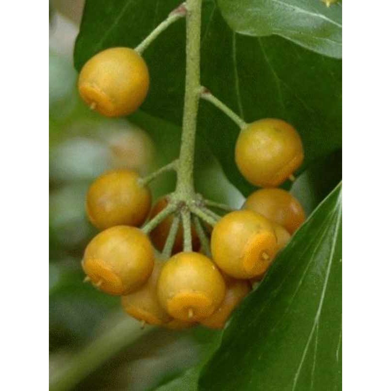 Hedera helix 'Poetica'