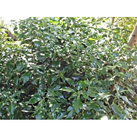 Hedera helix 'Poetica' Hedera helix 'Poetica'