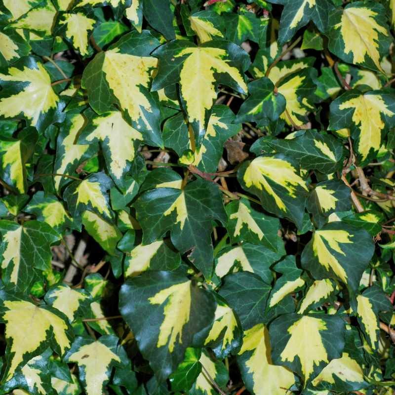 Hedera helix 'Gold Heart' - variegated leaves