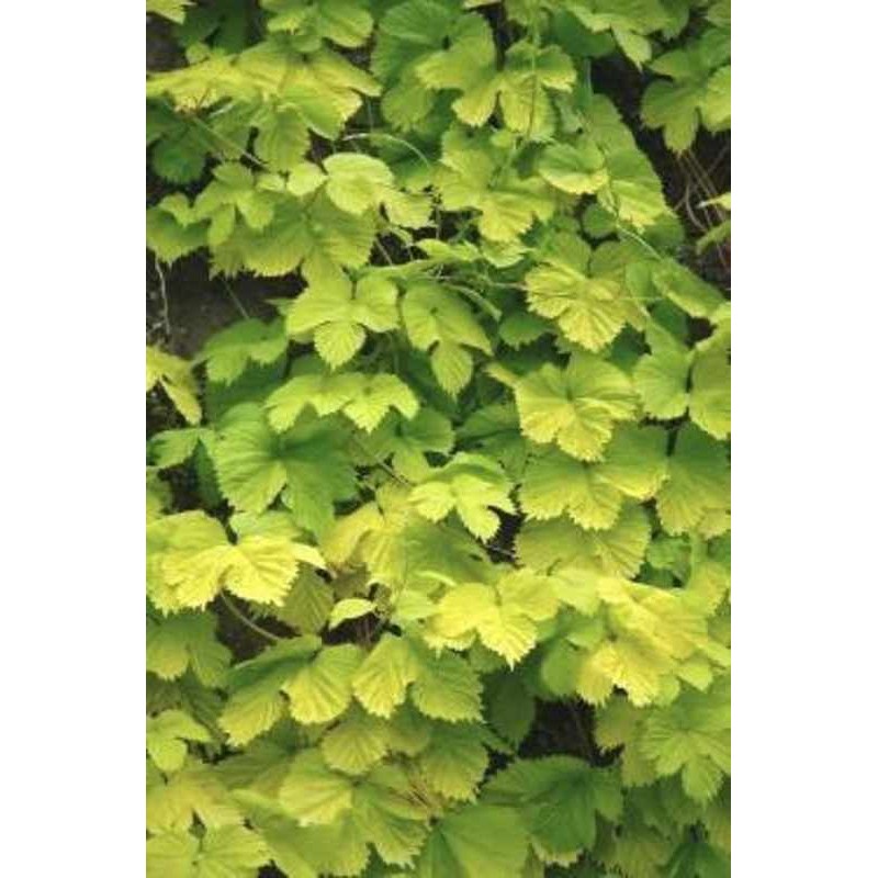 Humulus lupulus 'Aureus'