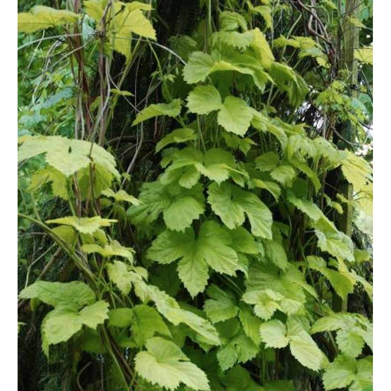 Humulus lupulus 'Aureus'