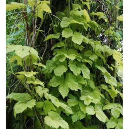 Humulus lupulus 'Aureus' Humulus lupulus 'Aureus'