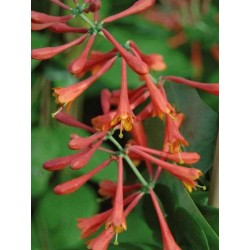 Lonicera x brownii 'Dropmore Scarlet'