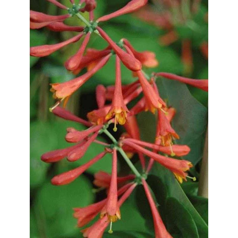 Lonicera x brownii 'Dropmore Scarlet' Lonicera x brownii 'Dropmore Scarlet'