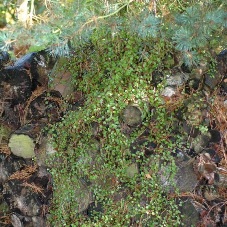 Muehlenbeckia complexa